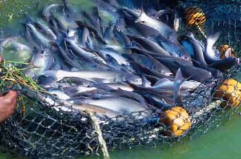 fish farming business plan