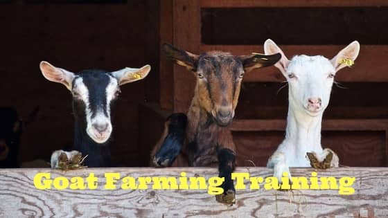goat farming training information in hindi