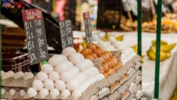 egg business plan in hindi अंडे का बिजनेस