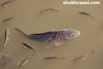fish farming business in hindi