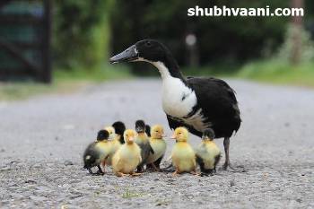 Duck Farming Business in Hindi