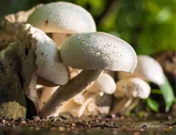 mushroom farming kheti kaise kar in hindi