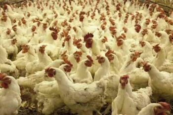 poultry farming business in hindi