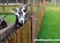 goat farming training information in hindi