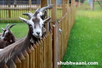 goat farming training information in hindi