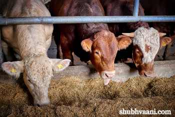 Cattle Feed Manufacturing Business In Hindi