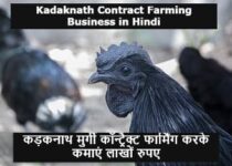 Kadaknath Contract Farming Business in Hindi