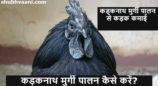 kadaknath Poultry Farming Business in Hindi