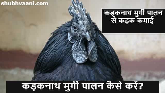 kadaknath Poultry Farming Business in Hindi