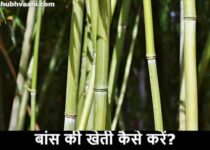 bamboo farming business in hindi