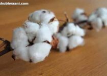 cotton mill business in hindi