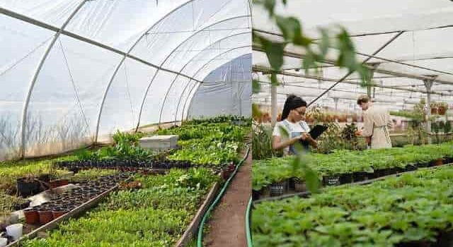 Plant Nursery Business Ideas In Hindi