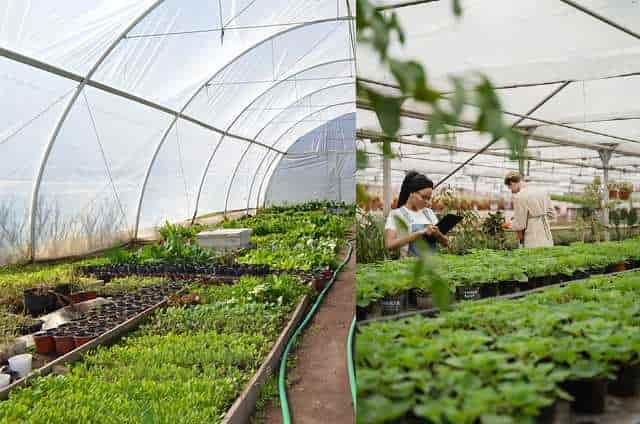 How to Start Plant Nursery Business in Hindi 