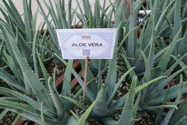 How to Start Aloe Vera Farming Business in Hindi
