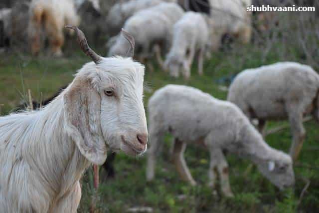 Indian Goat Breeds in Hindi