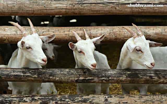How to Start Goat Farming Business in Hindi 
