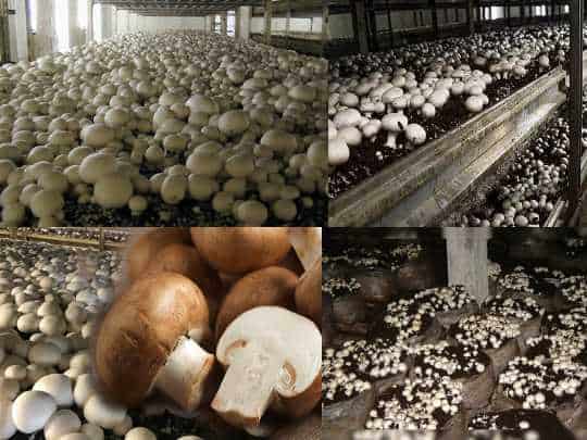 How to Start Mushroom Farming Business in Hindi